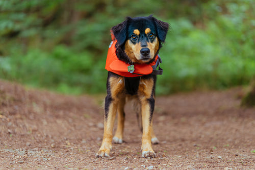 Pet Supplies